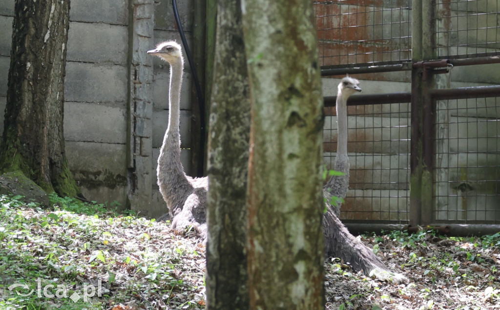 Safari Park Dvůr Králové