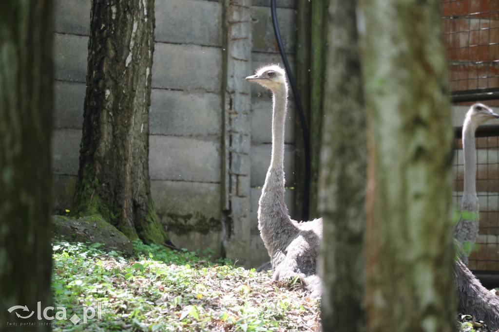 Safari Park Dvůr Králové