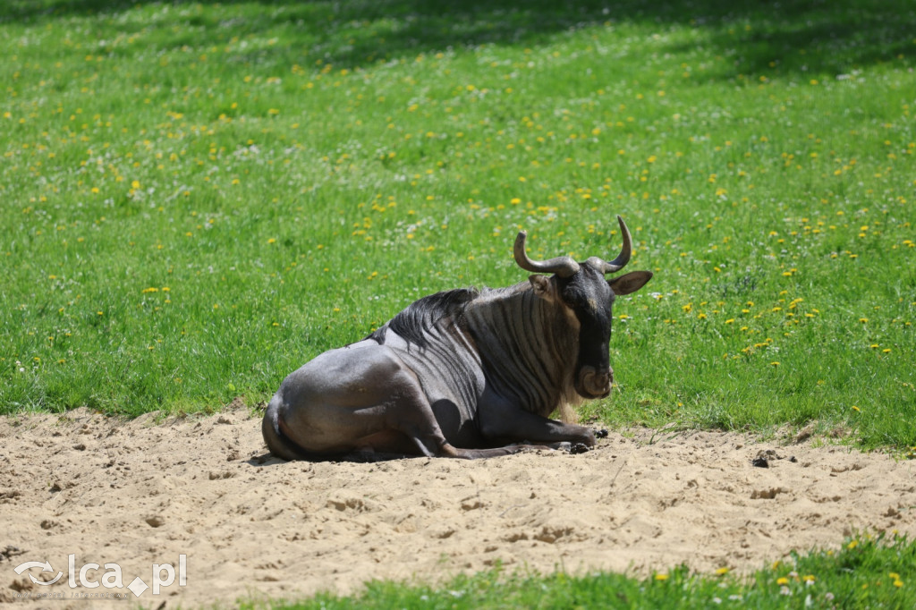 Safari Park Dvůr Králové