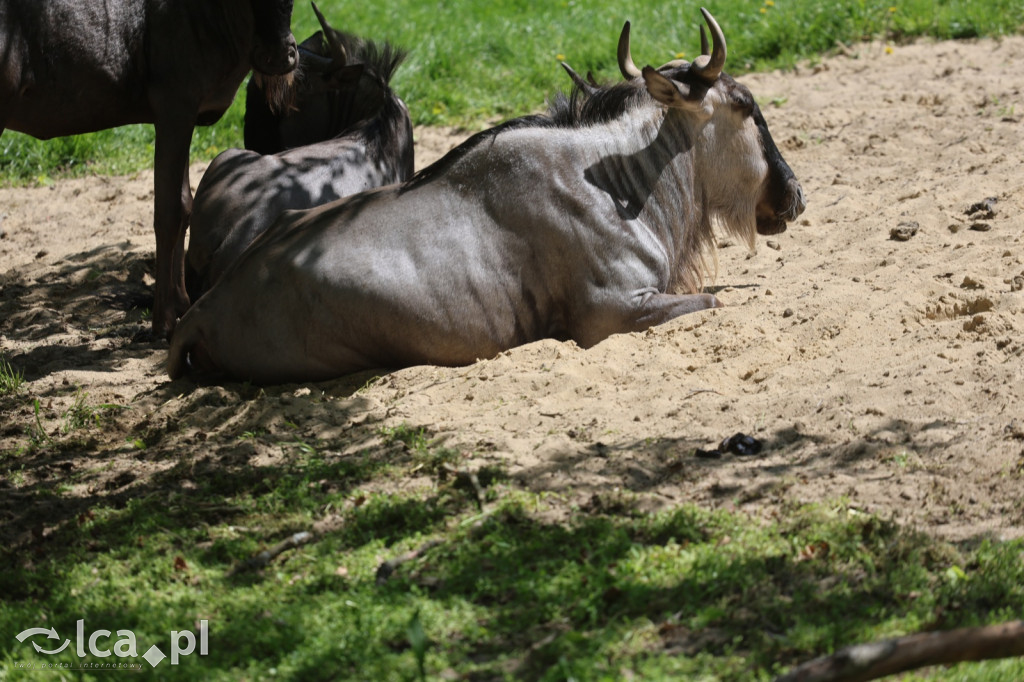 Safari Park Dvůr Králové