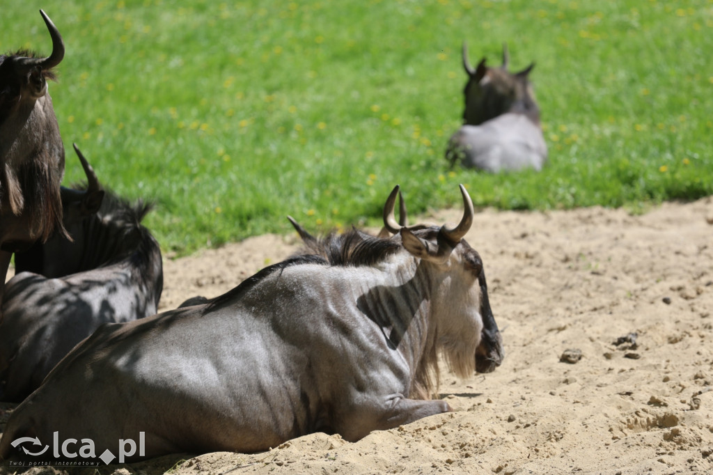 Safari Park Dvůr Králové