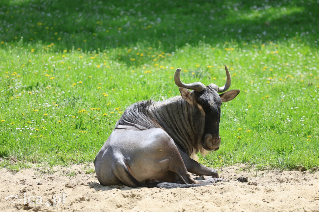 Safari Park Dvůr Králové
