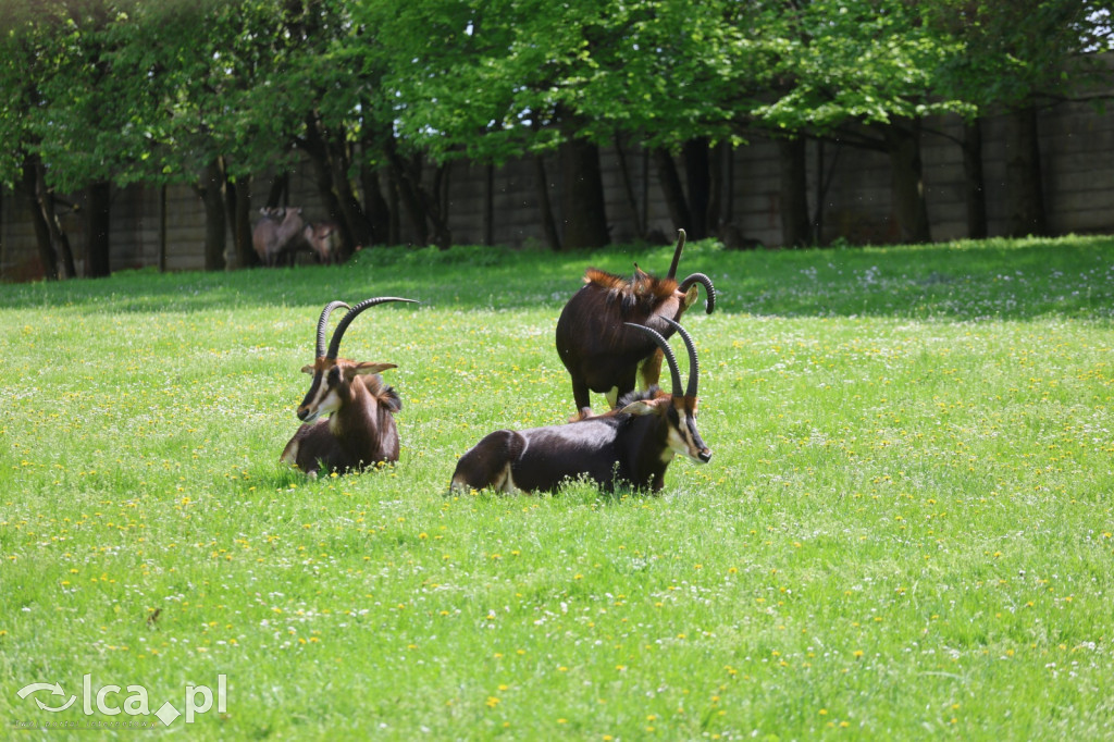 Safari Park Dvůr Králové