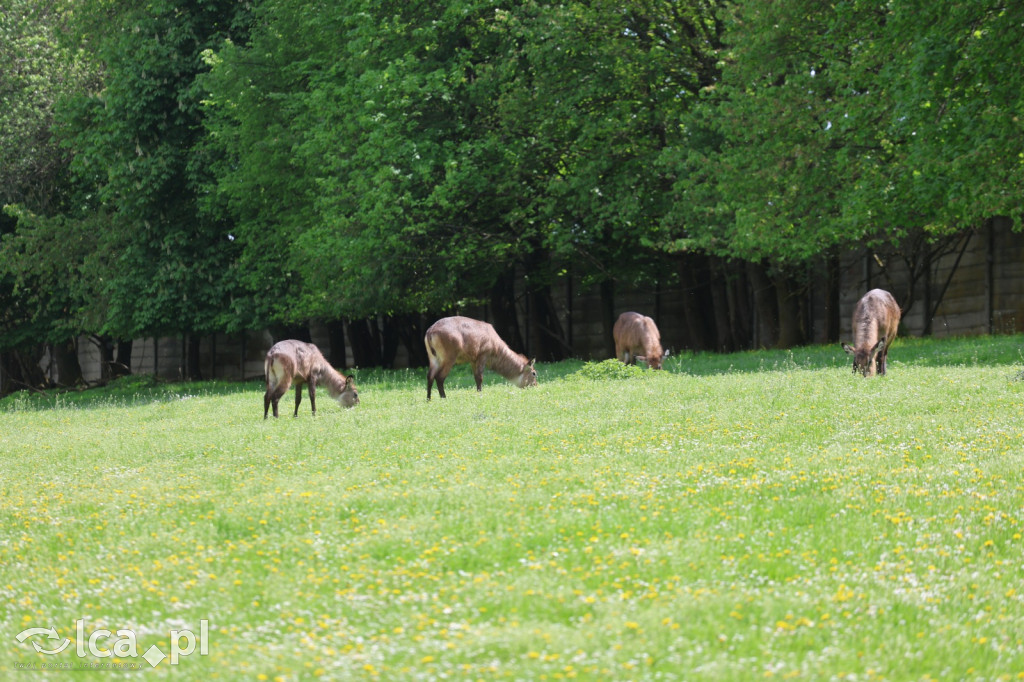 Safari Park Dvůr Králové
