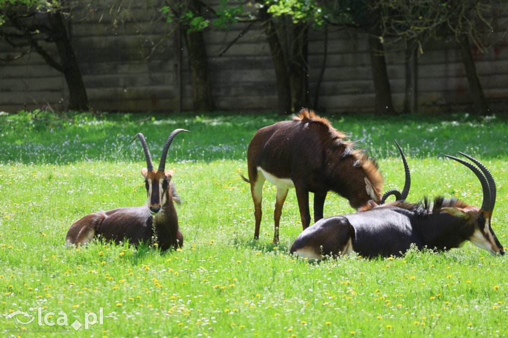 Safari Park Dvůr Králové