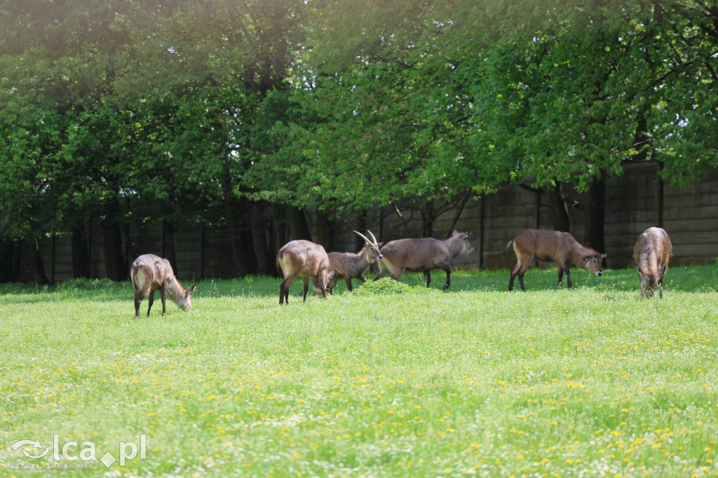 Safari Park Dvůr Králové