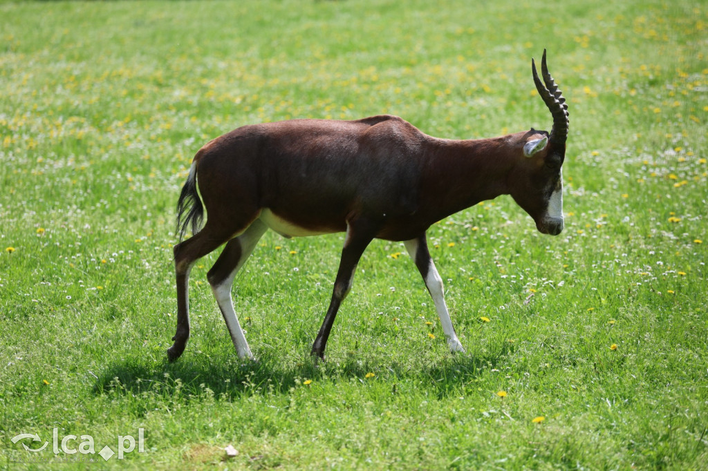 Safari Park Dvůr Králové