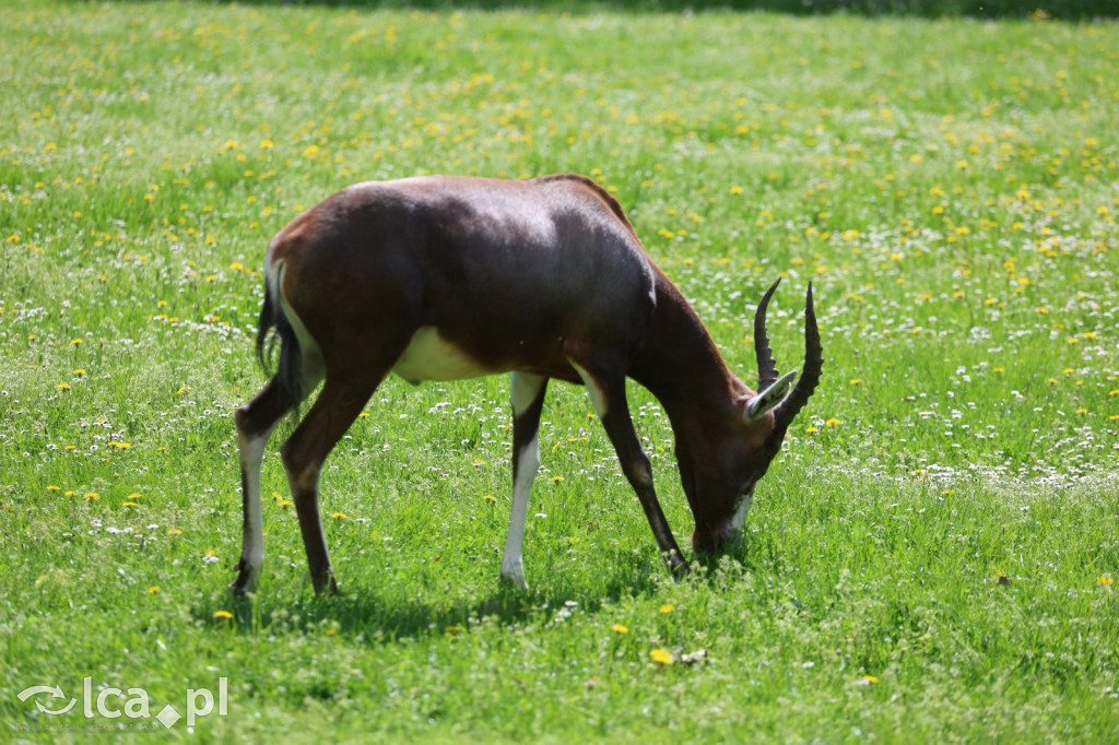 Safari Park Dvůr Králové