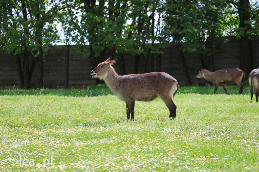 Safari Park Dvůr Králové