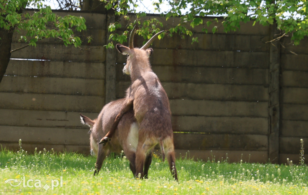 Safari Park Dvůr Králové
