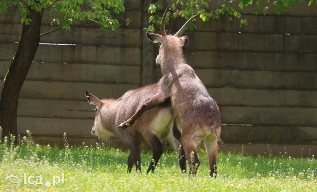 Safari Park Dvůr Králové