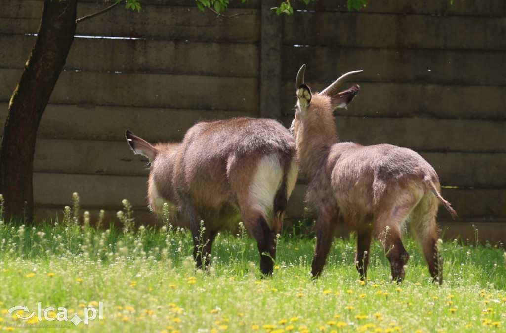 Safari Park Dvůr Králové