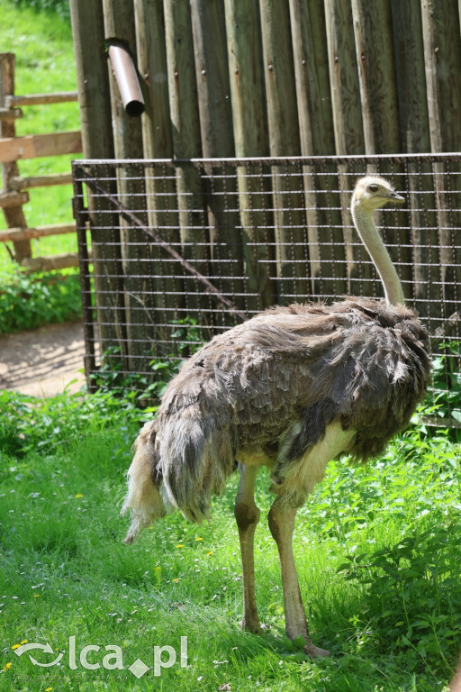 Safari Park Dvůr Králové