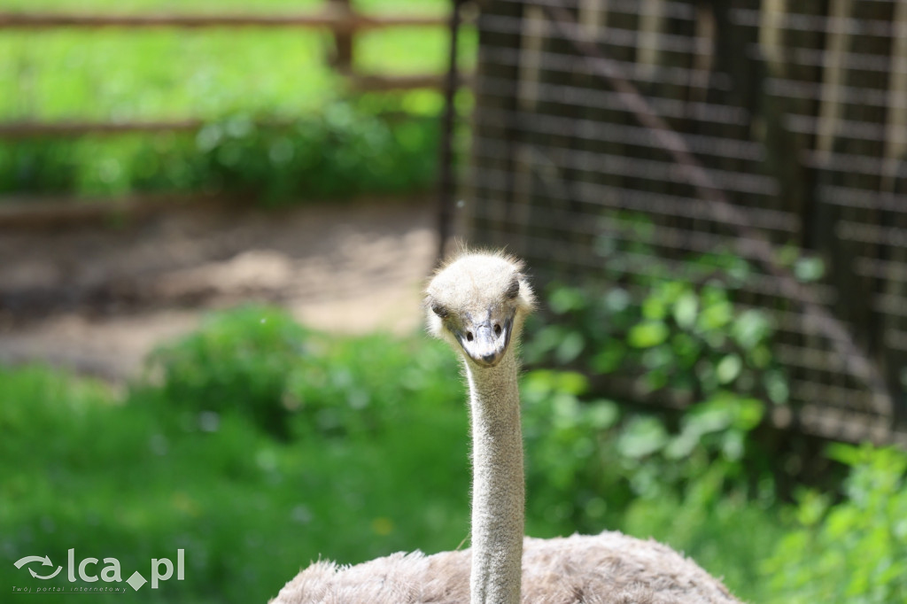 Safari Park Dvůr Králové
