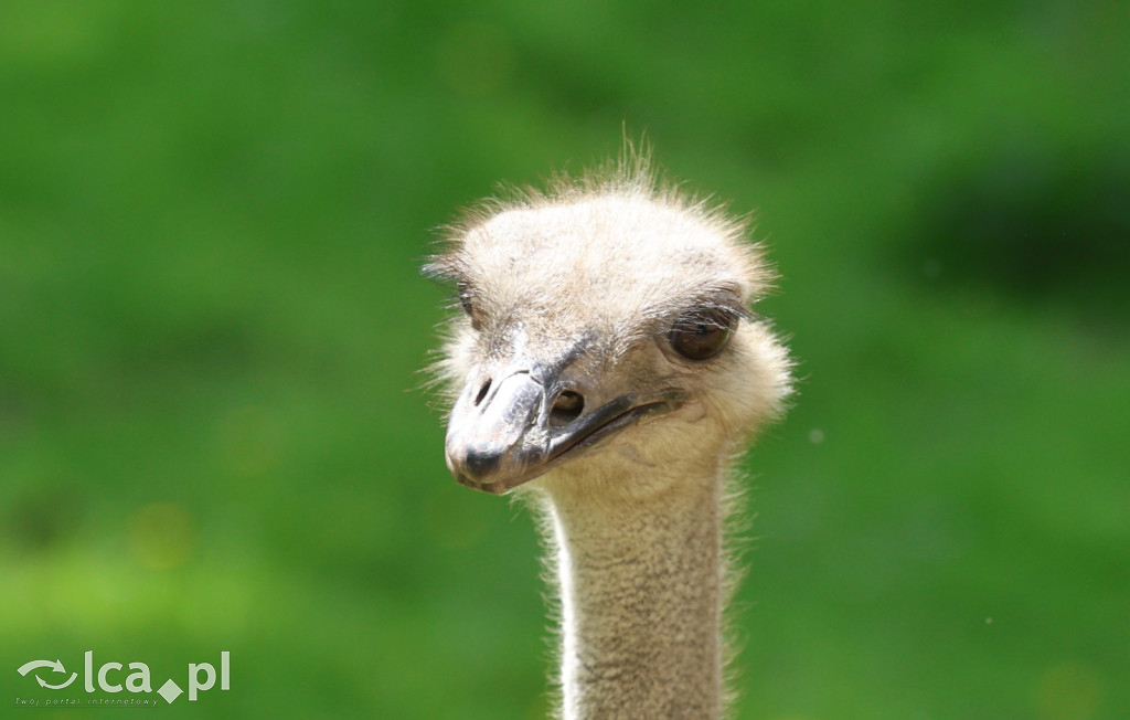 Safari Park Dvůr Králové
