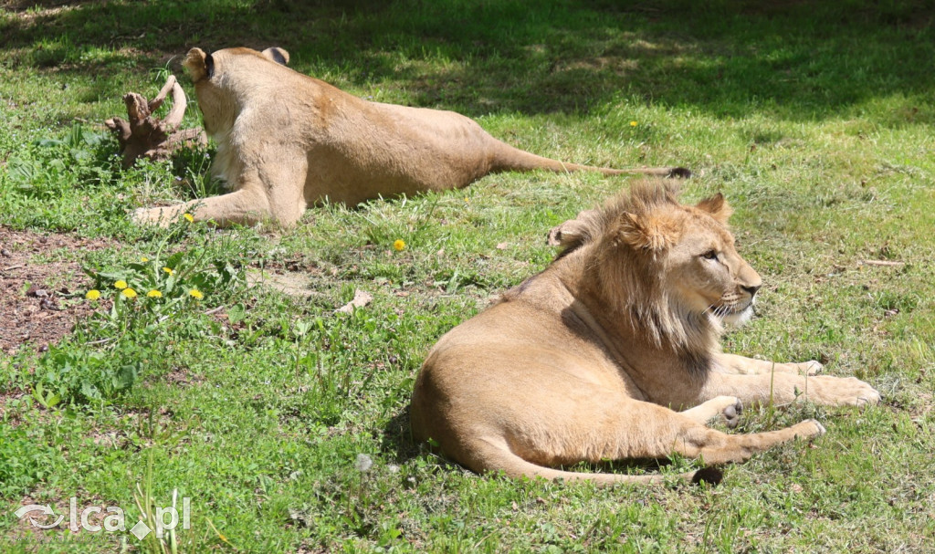 Safari Park Dvůr Králové
