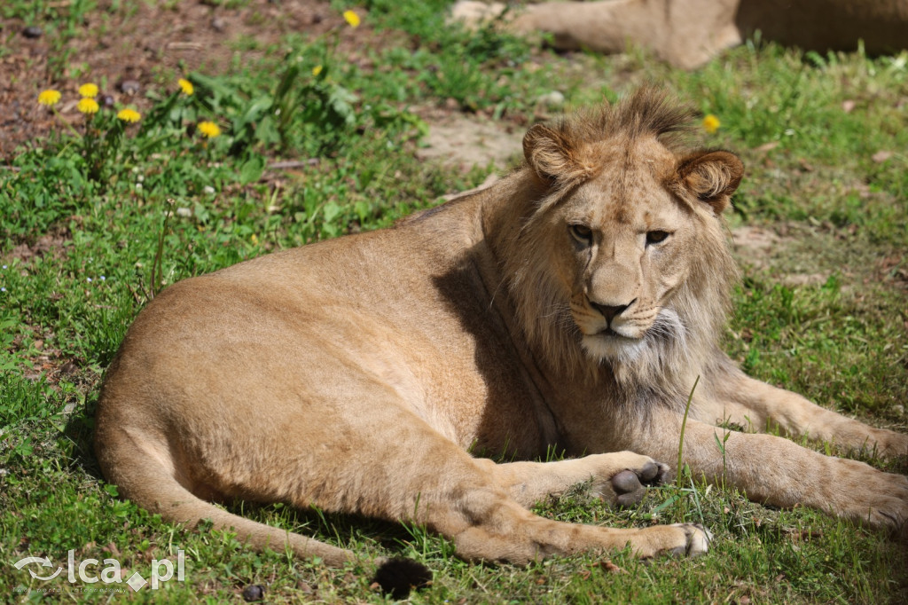 Safari Park Dvůr Králové