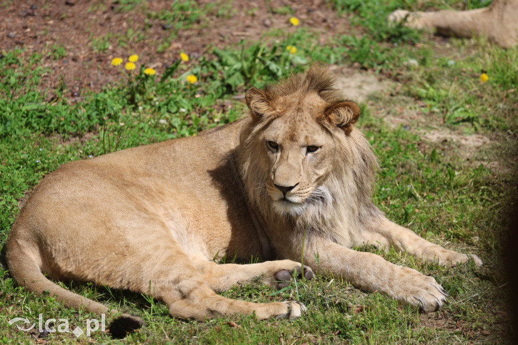 Safari Park Dvůr Králové