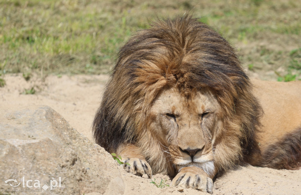 Safari Park Dvůr Králové