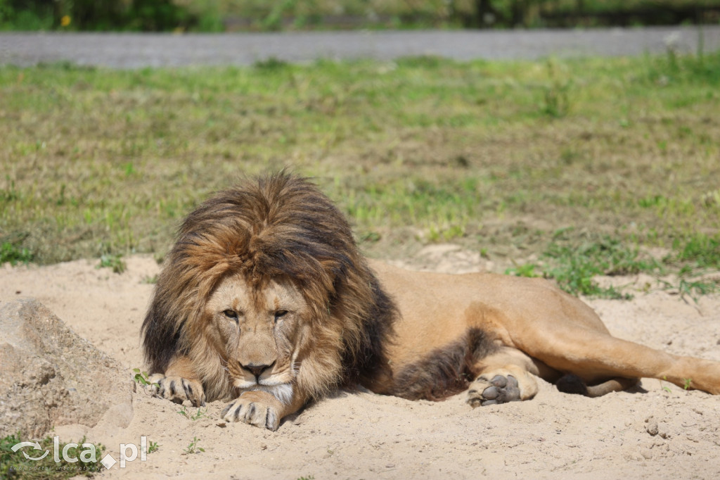 Safari Park Dvůr Králové