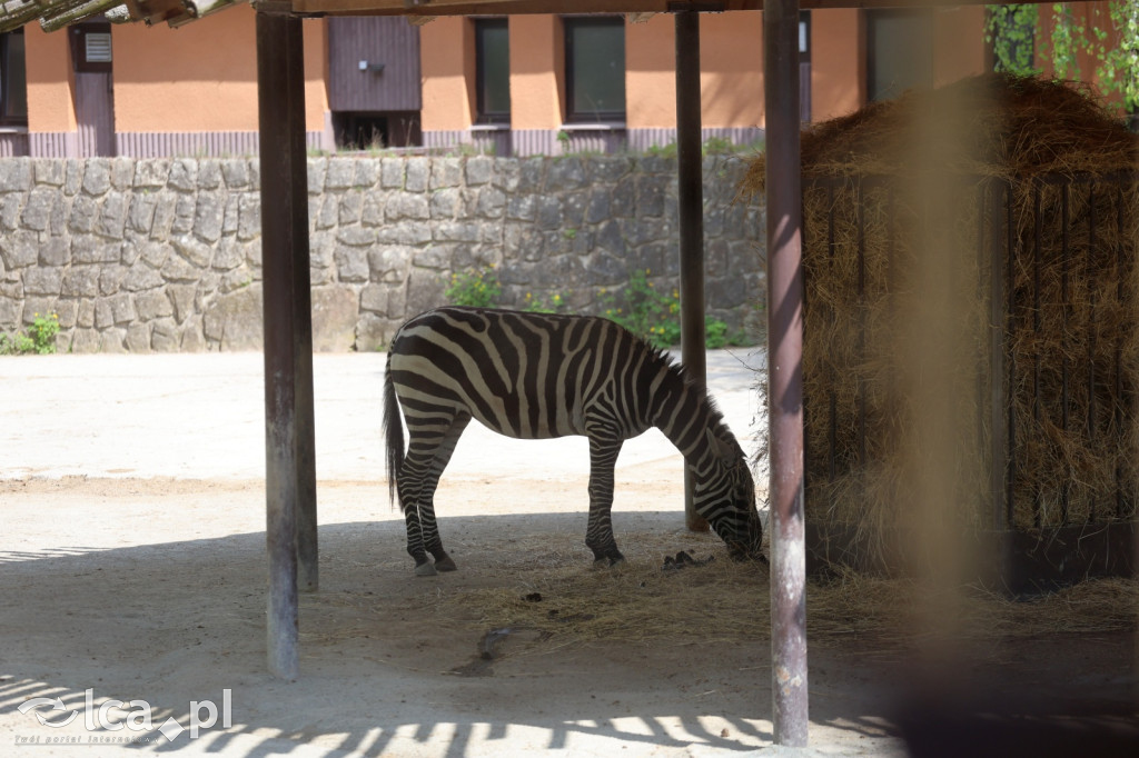 Safari Park Dvůr Králové