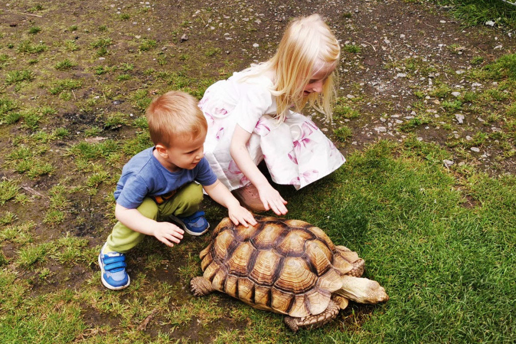 Mini Zoo Piotrówek – atrakcja dla całej rodziny