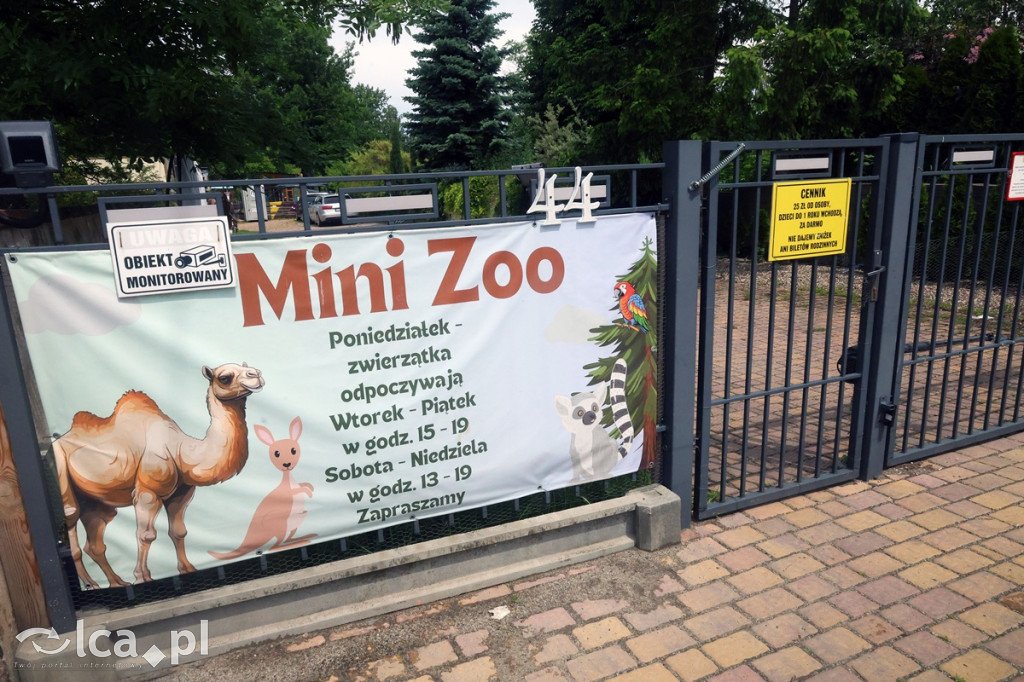 Mini Zoo Piotrówek – atrakcja dla całej rodziny