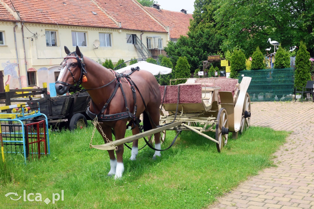 Mini Zoo Piotrówek – atrakcja dla całej rodziny