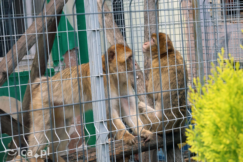 Mini Zoo Piotrówek – atrakcja dla całej rodziny
