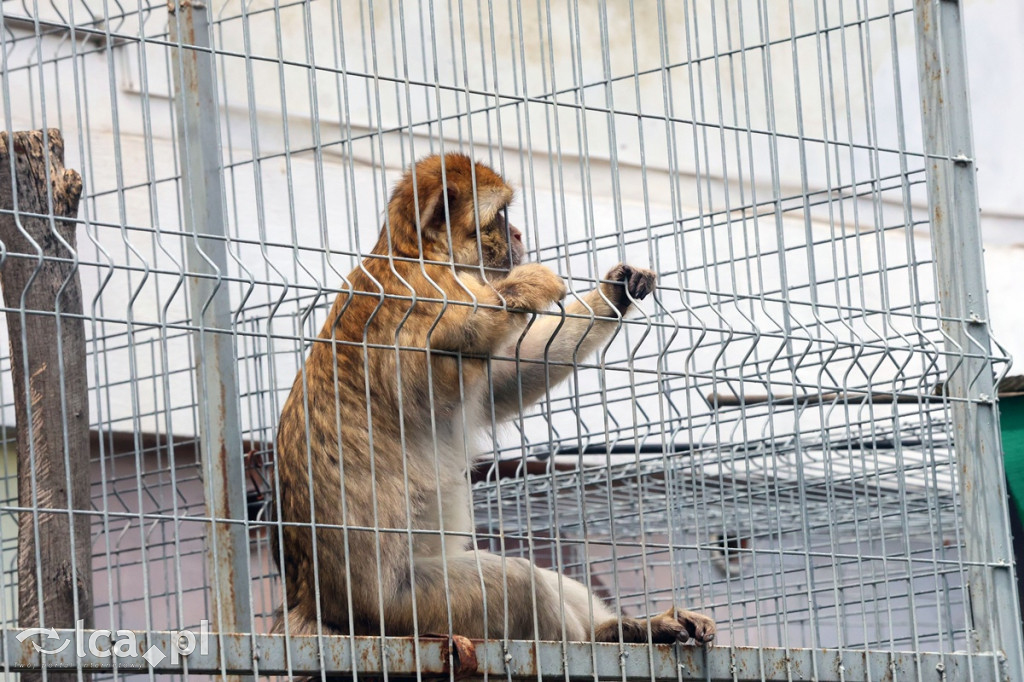 Mini Zoo Piotrówek – atrakcja dla całej rodziny