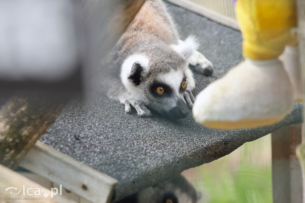 Mini Zoo Piotrówek – atrakcja dla całej rodziny
