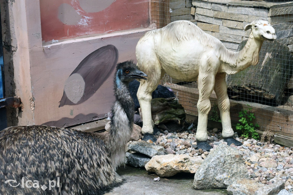 Mini Zoo Piotrówek – atrakcja dla całej rodziny