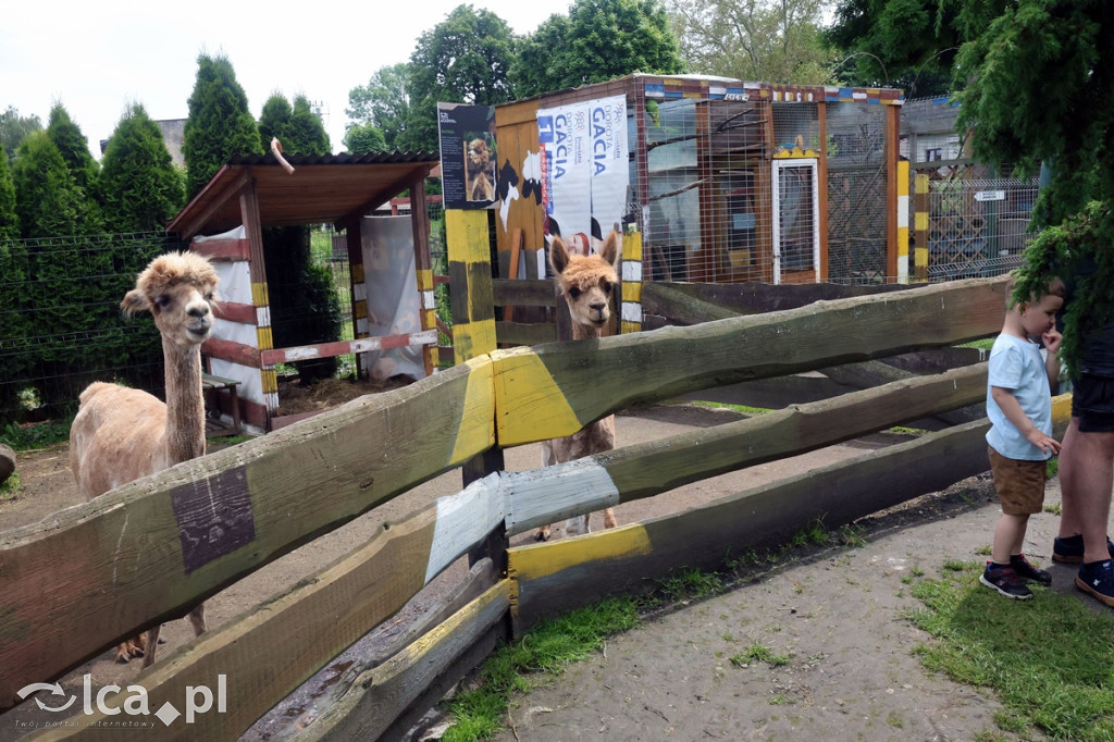 Mini Zoo Piotrówek – atrakcja dla całej rodziny