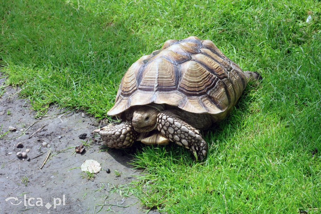Mini Zoo Piotrówek – atrakcja dla całej rodziny