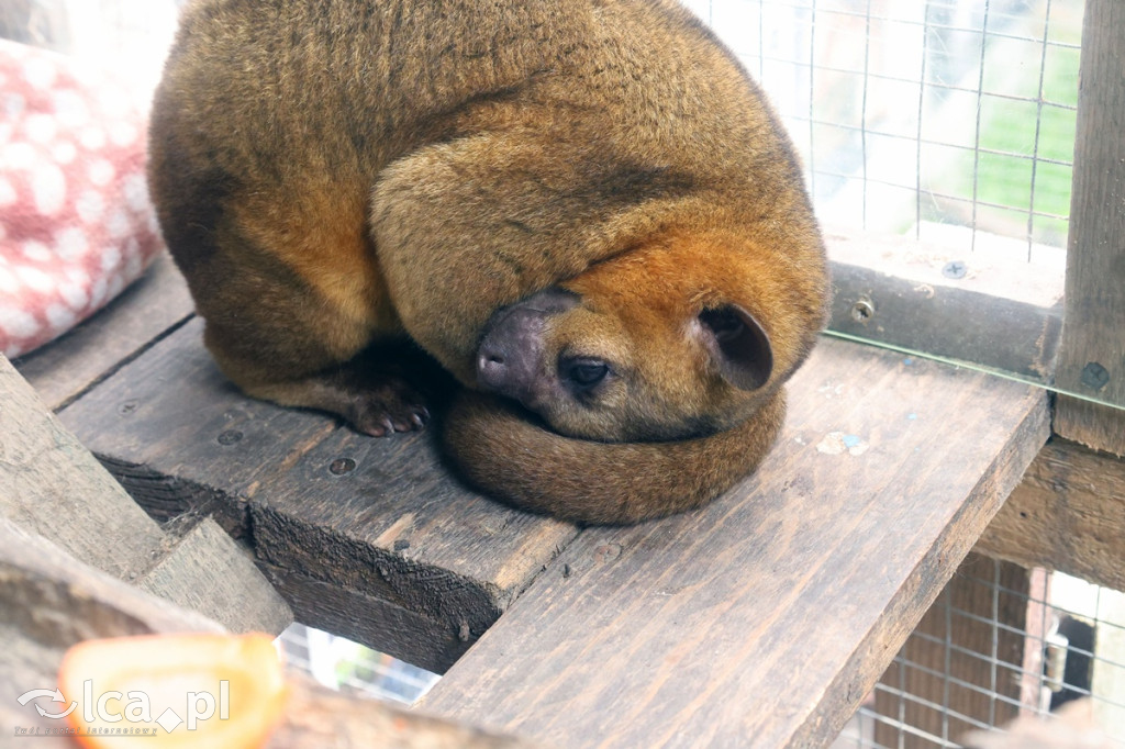 Mini Zoo Piotrówek – atrakcja dla całej rodziny