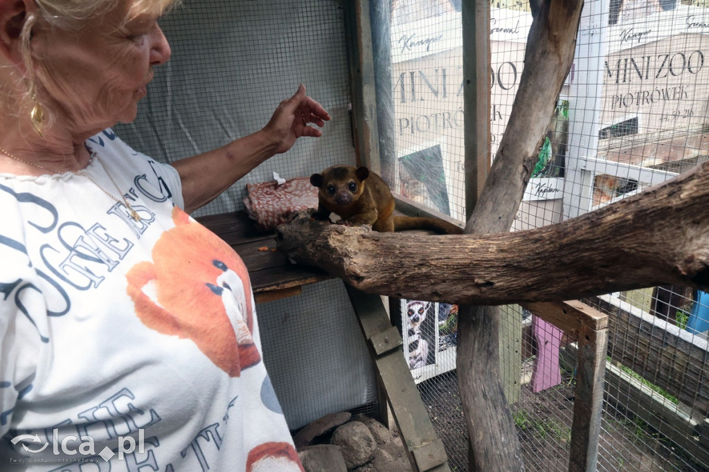 Mini Zoo Piotrówek – atrakcja dla całej rodziny
