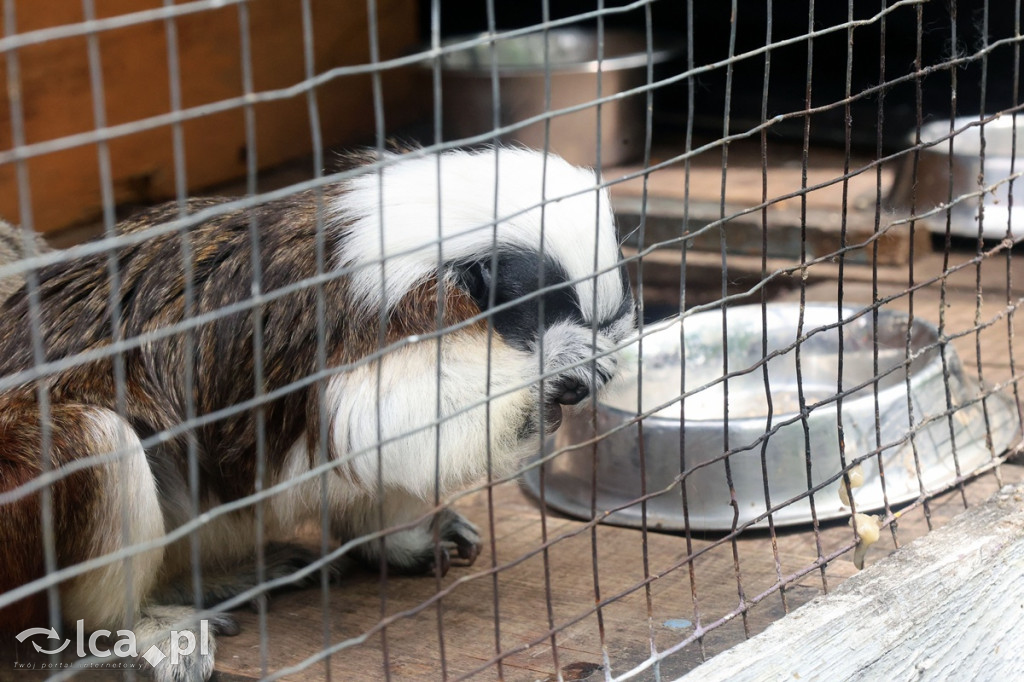 Mini Zoo Piotrówek – atrakcja dla całej rodziny