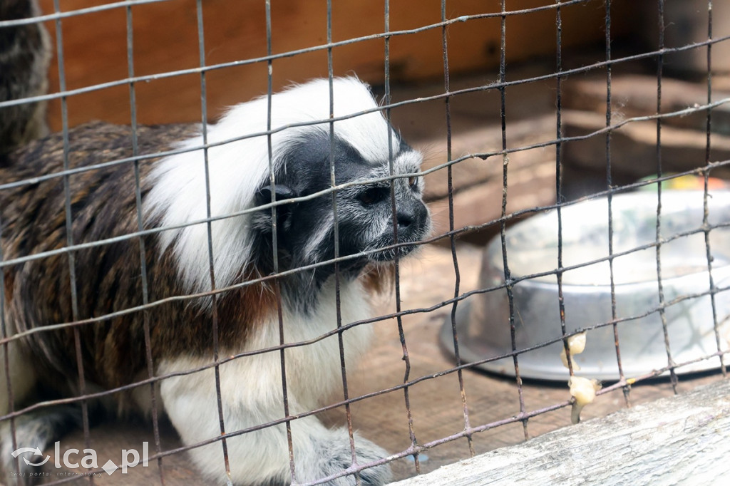 Mini Zoo Piotrówek – atrakcja dla całej rodziny