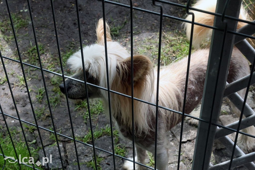 Mini Zoo Piotrówek – atrakcja dla całej rodziny