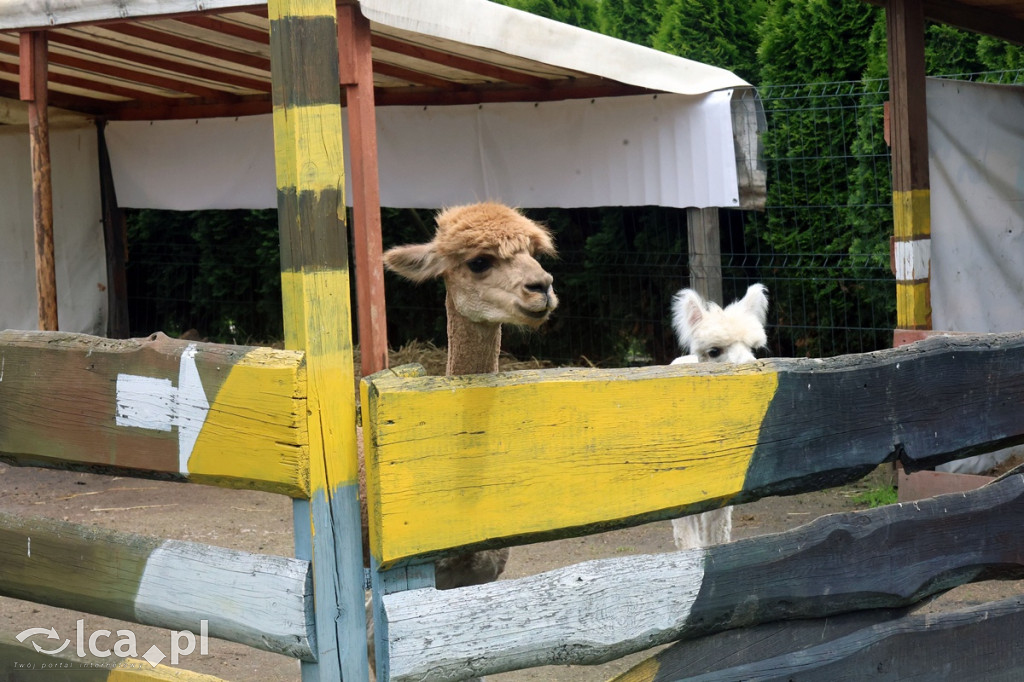 Mini Zoo Piotrówek – atrakcja dla całej rodziny