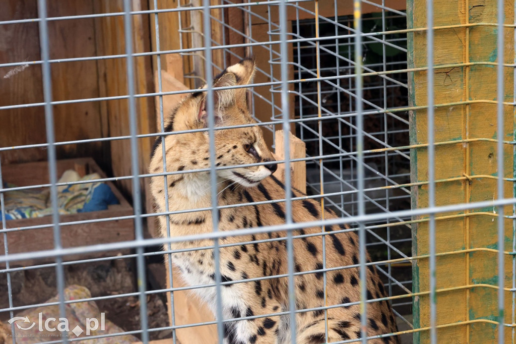 Mini Zoo Piotrówek – atrakcja dla całej rodziny
