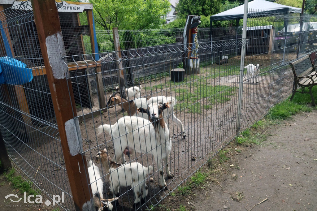 Mini Zoo Piotrówek – atrakcja dla całej rodziny