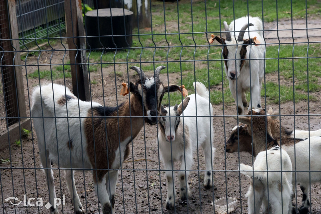 Mini Zoo Piotrówek – atrakcja dla całej rodziny
