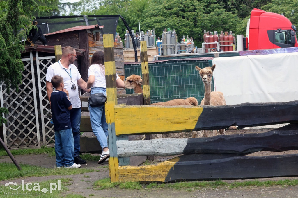 Mini Zoo Piotrówek – atrakcja dla całej rodziny
