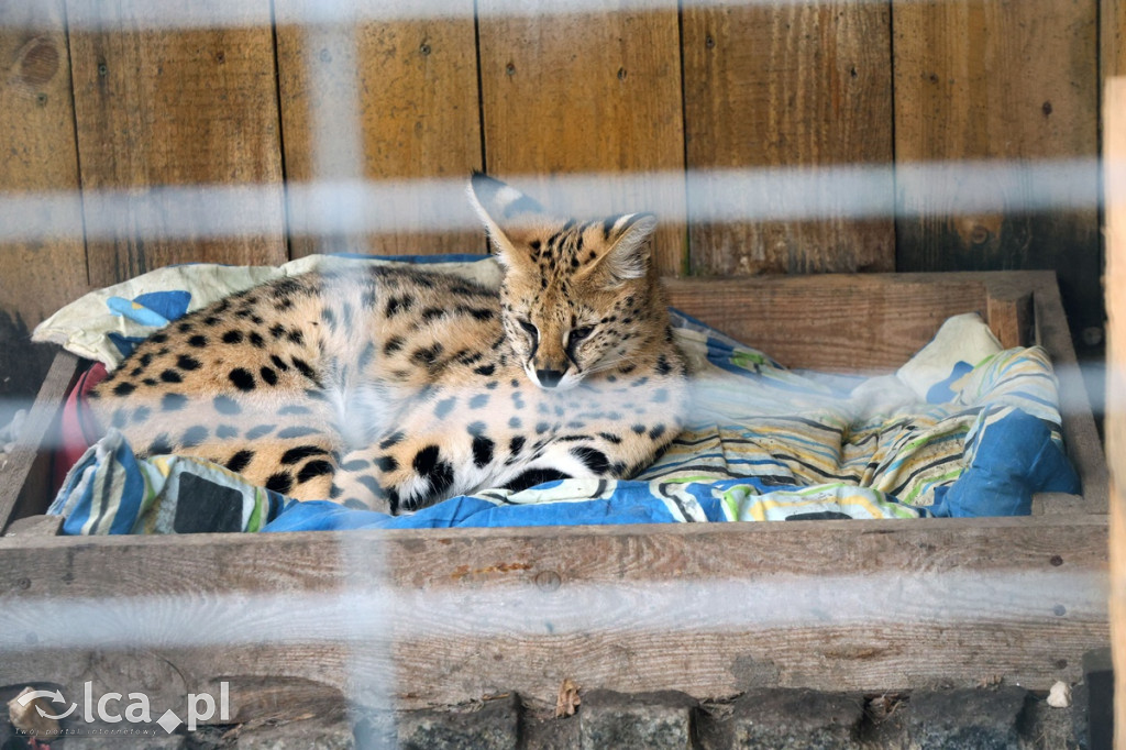Mini Zoo Piotrówek – atrakcja dla całej rodziny