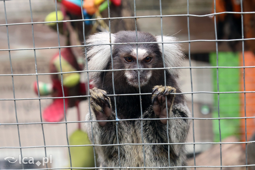 Mini Zoo Piotrówek – atrakcja dla całej rodziny