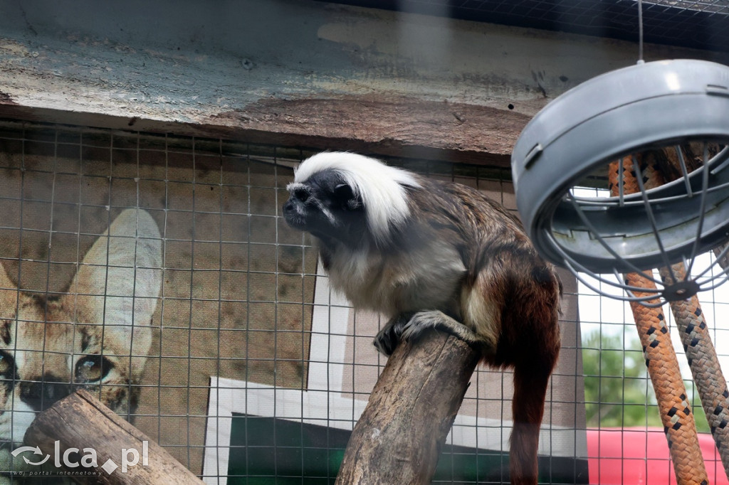 Mini Zoo Piotrówek – atrakcja dla całej rodziny