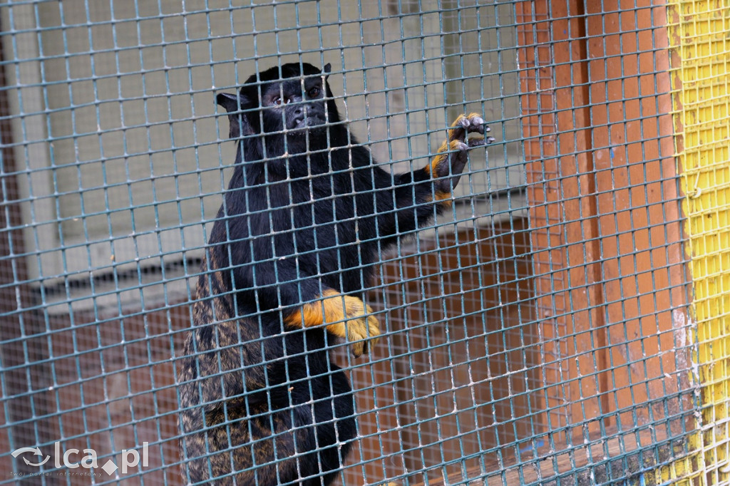 Mini Zoo Piotrówek – atrakcja dla całej rodziny