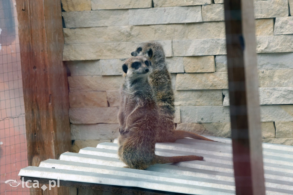 Mini Zoo Piotrówek – atrakcja dla całej rodziny