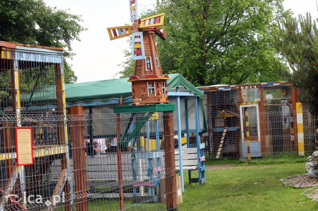 Mini Zoo Piotrówek – atrakcja dla całej rodziny
